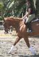 Horses For Sale