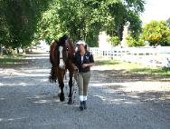 Sacramento Davis Horse Shows Woodland California Winters Natomas Vacaville. Horses for Sale