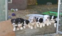 Australian Sheppard California Sacramento Davis Woodland